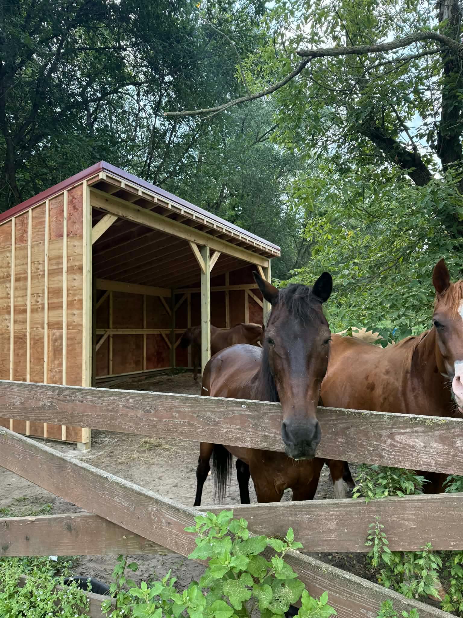 Horse Shelter for the Herd